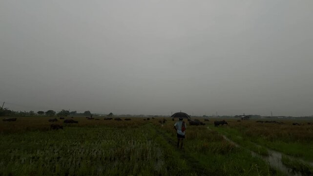 Herd of buffaloes on the village farmland