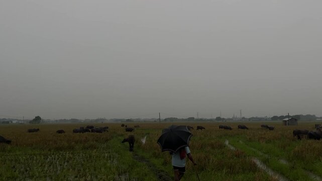 Herd of buffaloes on the village farmland