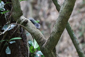 Fototapeta premium Tussock Caterpillar Tucked Into Tree Bark Knot Thailand Woodland