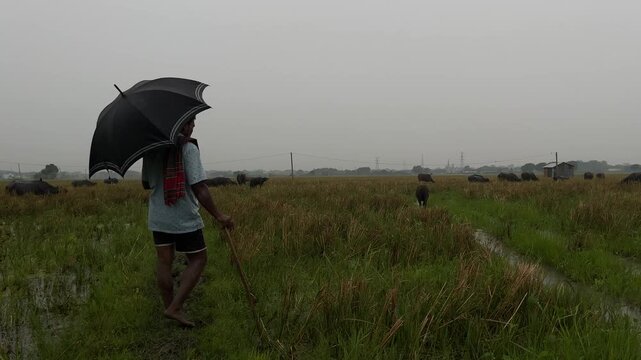 Herd of buffaloes on the village farmland