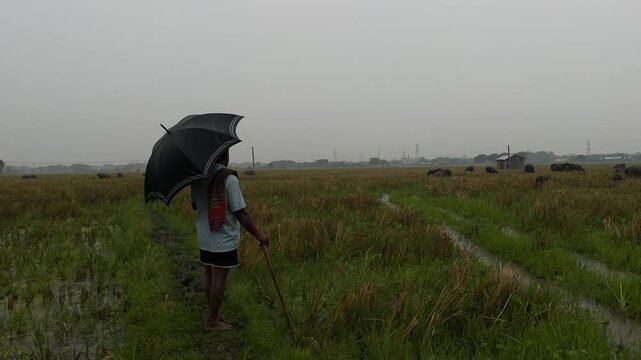 Herd of buffaloes on the village farmland