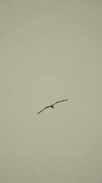 Seagull flight sky. A lone seagull glides gracefully through the overcast sky with its wings spread wide during a peaceful day