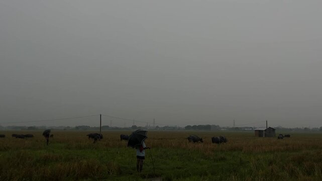 Herd of buffaloes on the village farmland