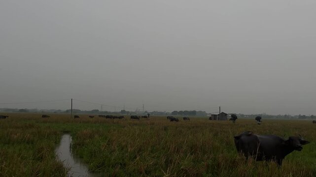 Herd of buffaloes on the village farmland