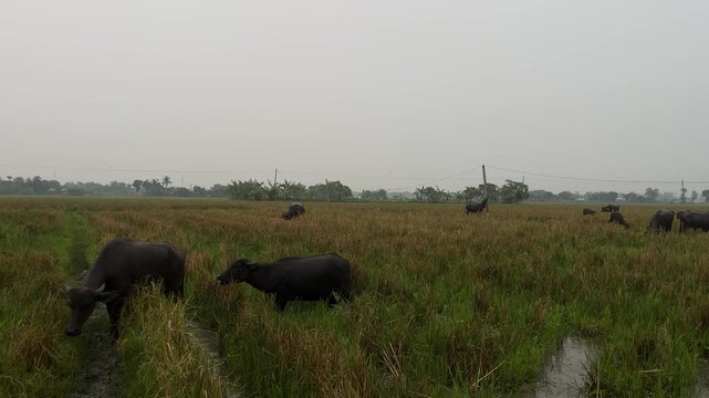 Herd of buffaloes on the village farmland