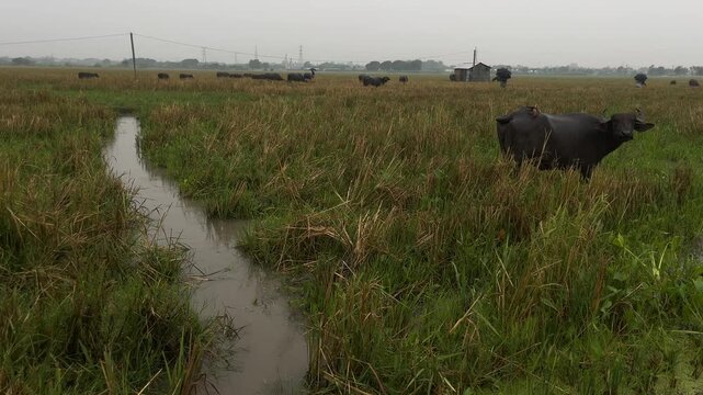 Herd of buffaloes on the village farmland