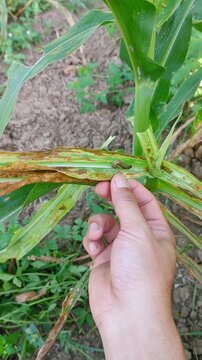 Farmer hand examining fall armyworm larva feeding on damaged corn leaf. Crop pest infestation, agriculture, farming, plant disease, maize field, nature, macro footage