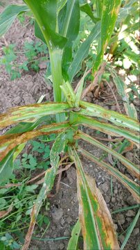 Active fall armyworm larva crawling on damaged maize leaf. Close-up footage of destructive pest behavior in corn field. Essential for agricultural research, crop protection.