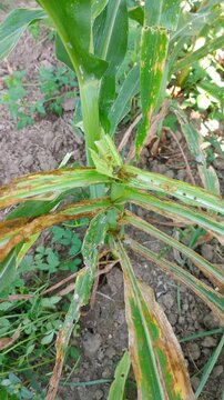 Fall armyworm larvae feeding on young maize leaves. Visible crop damage, pest infestation in corn field. Macro video capturing agricultural problem and plant disease impact, sustainable farming.