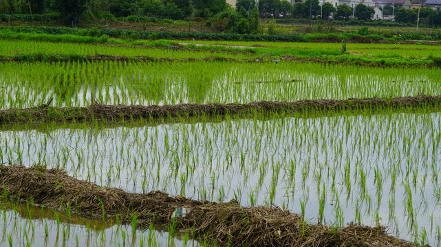 Chinese rice paddies after planting