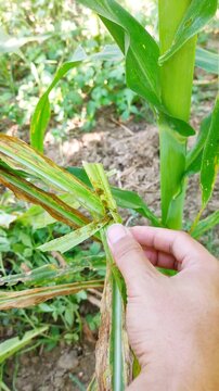 Farmer hand examining fall armyworm larva feeding on damaged corn leaf. Crop pest infestation, agriculture, farming, plant disease, maize field, nature, macro footage