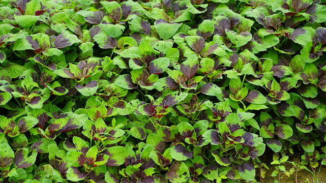 Amaranth, which is also widely used as food