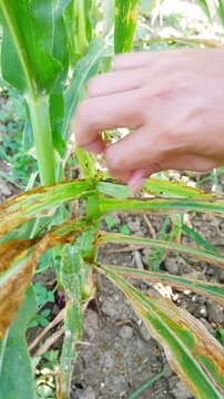 Farmer hand examining fall armyworm larva feeding on damaged corn leaf. Crop pest infestation, agriculture, farming, plant disease, maize field, nature, macro footage