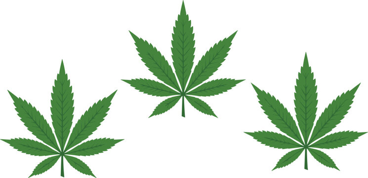 Set of three detailed green cannabis sativa leaves isolated on a plain white background