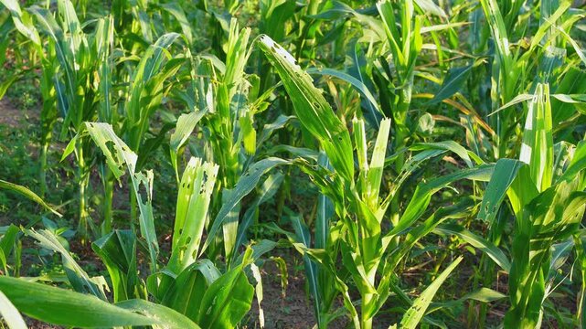 Damaged corn crops in a field, severely affected by pests. Showing destroyed green leaves and signs of agricultural crop failure. Essential footage for farming research, plant pathology.