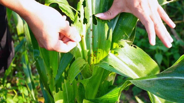 Farmer hand checking corn leaves infested with fall armyworm larvae. Close-up view of pest damage and caterpillar feeding on a maize plant in an agricultural field. 