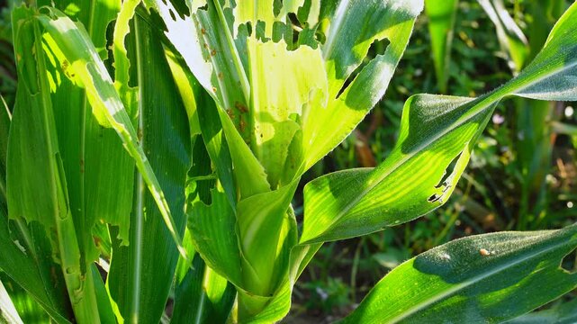 Farmer inspecting damaged corn leaves in the field, showing signs of pest infestation. Close-up view of agricultural crop disease and insect damage. Sustainable farming and plant protection concept