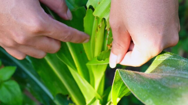 Farmer hand checking corn leaves infested with fall armyworm larvae. Close-up view of pest damage and caterpillar feeding on a maize plant in an agricultural field. 