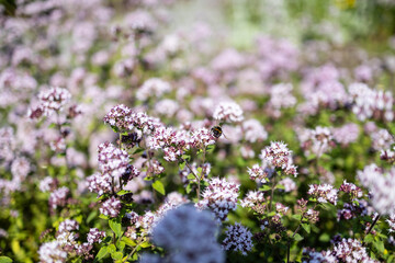 Fototapeta premium Small bumblebee sitting on blooming wild marjoram flowers