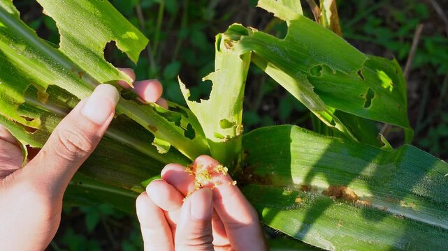 Farmer hand checking corn leaves infested with fall armyworm larvae. Close-up view of pest damage and caterpillar feeding on a maize plant in an agricultural field. 