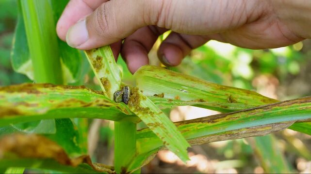 Farmer hands inspecting corn leaves for fall armyworm infestation. Close-up footage showing pest control and agricultural monitoring to protect maize crops from severe insect damage in a farm field