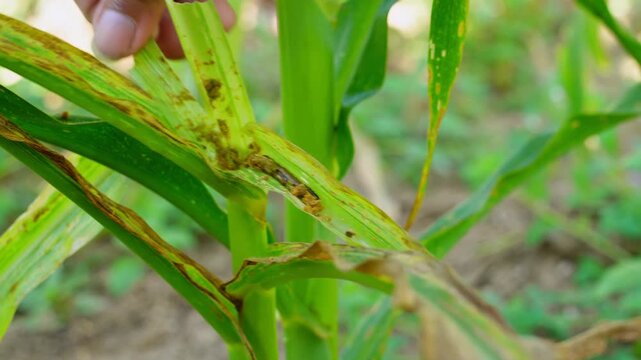 Close-up of a hand inspecting corn leaves damaged by Fall Armyworm infestation. Visible Spodoptera frugiperda larva on maize plant, highlighting agricultural pest control and crop destruction