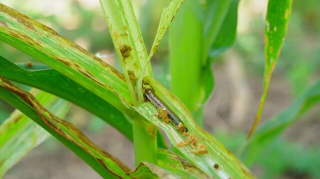 Active fall armyworm larva crawling on damaged maize leaf. Close-up footage of destructive pest behavior in corn field. Essential for agricultural research, crop protection