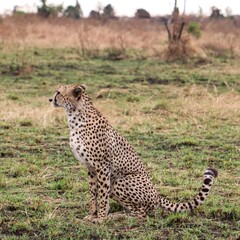 Naklejka premium Wild cheetah resting in African savanna looking sideways