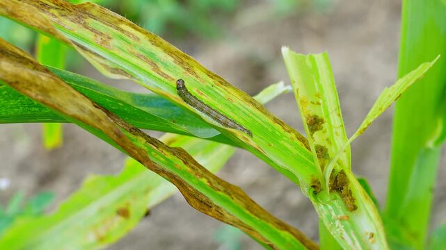 Active fall armyworm larva crawling on damaged maize leaf. Close-up footage of destructive pest behavior in corn field. Essential for agricultural research, crop protection