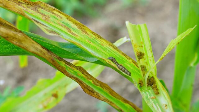 Active fall armyworm larva crawling on damaged maize leaf. Close-up footage of destructive pest behavior in corn field. Essential for agricultural research, crop protection