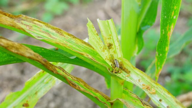 Macro footage of fall armyworms feeding on shredded corn leaves. Visible insect damage on green maize plants, illustrating agricultural pest infestation and crop loss in a field during the day