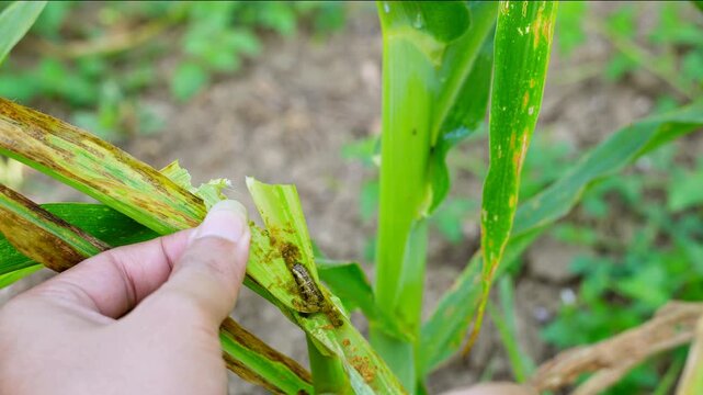 Macro view of Fall Armyworm feeding on corn leaf. Detailed footage of Spodoptera frugiperda pest damaging maize crops,Visible Spodoptera frugiperda larva on maize plant.
