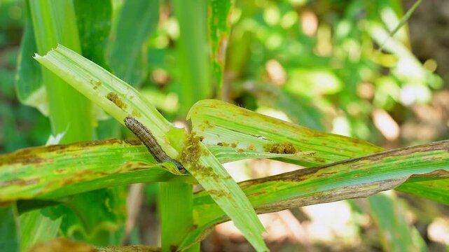 Active fall armyworm larva crawling on damaged maize leaf. Close-up footage of destructive pest behavior in corn field. Essential for agricultural research, crop protection
