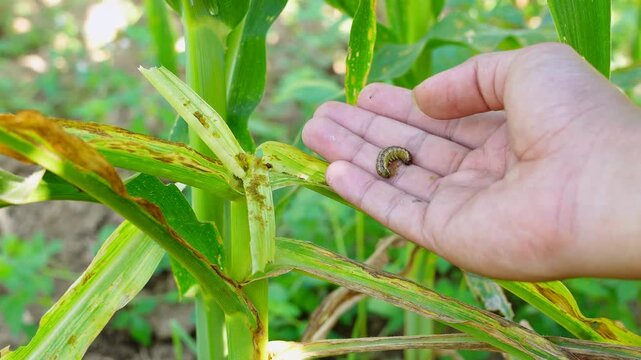 Farmer's hand holding a fall armyworm found in a corn field. Macro footage illustrating pest control, agricultural threat, insect management in sustainable maize farming. Educational and scientific