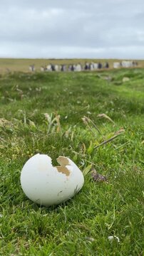 Penguin Egg Opened Hatched Low Angle on Grass with Colony of King Penguins in the Background Out of Focus. Depth of Field Falklands (Vertical Video)