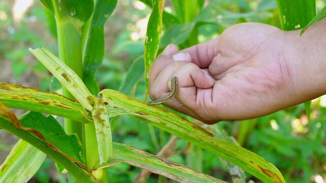 Farmer's hand holding a fall armyworm found in a corn field. Macro footage illustrating pest control, agricultural threat, insect management in sustainable maize farming. Educational and scientific