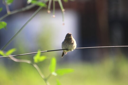 ave - pardal - Passer domesticus     
