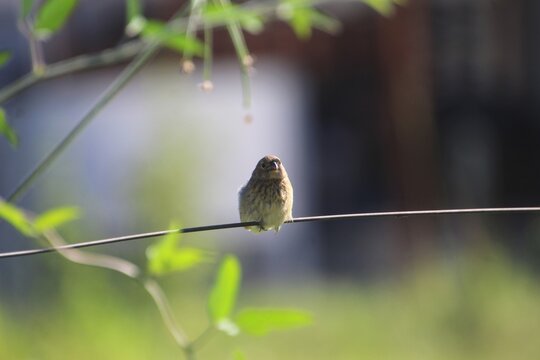 ave - pardal - Passer domesticus     