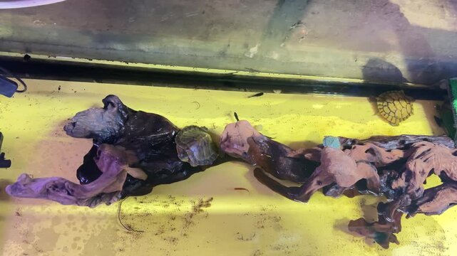 Small turtles in the fresh water tank