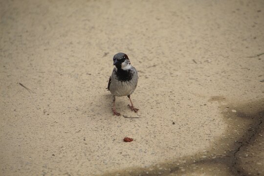 ave - pardal - Passer domesticus     