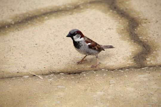 ave - pardal - Passer domesticus     