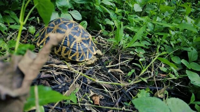 An Indian star tortoise crawling on dry twigs next to green wild vegetation outdoors
