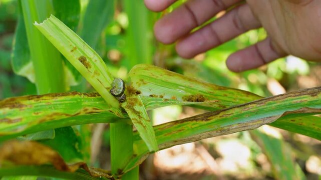 Farmer's hand holding a fall armyworm found in a corn field. Macro footage illustrating pest control, agricultural threat, insect management in sustainable maize farming. Educational and scientific