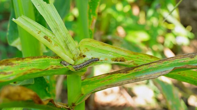 Active fall armyworm larva crawling on damaged maize leaf. Close-up footage of destructive pest behavior in corn field. Essential for agricultural research, crop protection