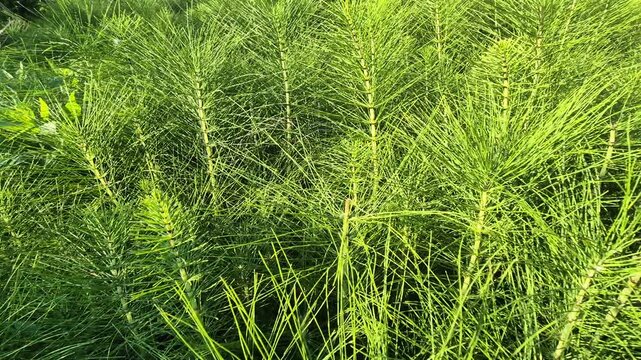 Horsetail plants swaying in a lush meadow forest during golden hour sunlight. Smooth panning shot moving across dense vibrant green field vegetation.