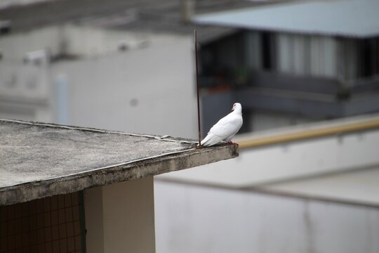 ave pomba - Columba livia 
