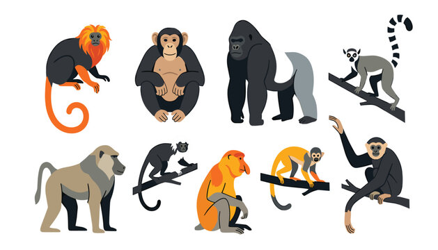 Primate vector illustration set featuring realistic monkey species including gorilla chimpanzee baboon proboscis lemur tamarin gibbon and macaque