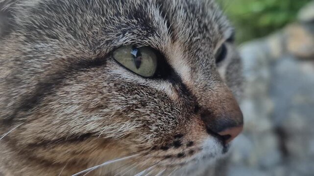 Cat tabby sleeping peaceful face close-up, domestic pet resting in outdoor natural environment.