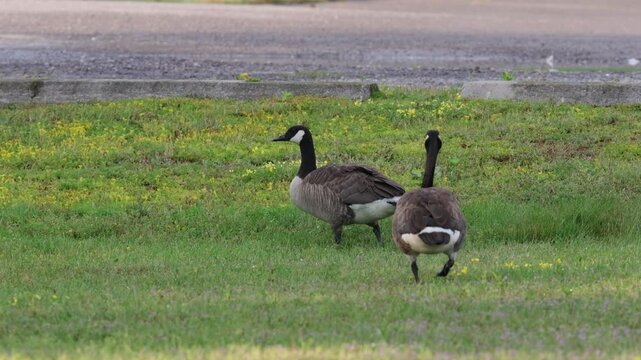 canada goose walking at park