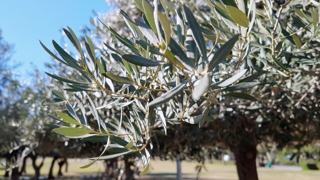 Slow zoom on silvery green olive tree leaves swaying gently in sunny park.